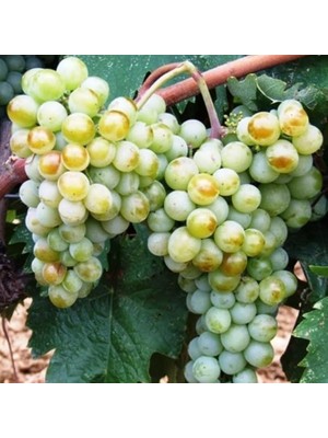 Lidyahan Store Sepetim 2 Yaş Narince (Tokat) Sarmalık Üzüm Asma Fidanı