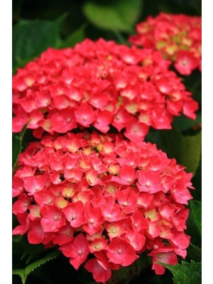 Lidyahan Store Look 15 Adet Kırmızı Renkli Ortanca Çiçeği Tohumu TH-2022DSHNGLKTHM171