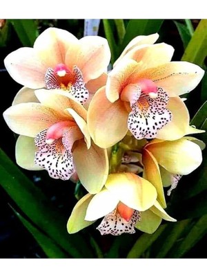 Lidyahan Store Look Sarı Çilli Orkide Tohumu 10 Adet TH-332586449868451