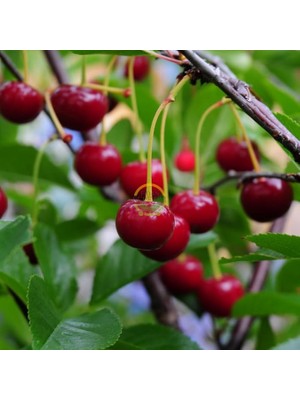 Lidyahan Store Sepetim 3 Yaş Kütahya Vişne Fidanı *yarı Bodur*