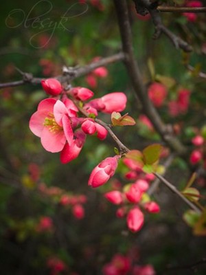 Doğaşık 1-2 Yaş Japon Ayvası Fidanı – Kırmızı Çiçekli Bahar Dalı