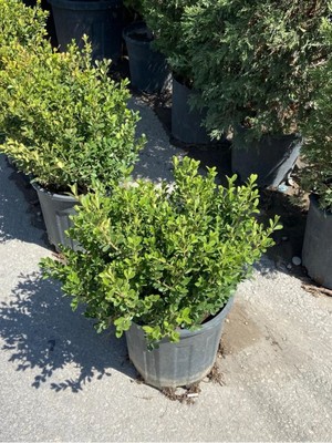 Karabağ Fidancılık Saksılı Büyük Şimşir – 50-60 cm Çaplı Dekoratif Bitki %100 Canlı Teslim Garantisi