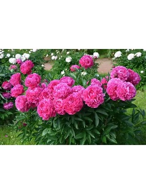 CSY 7 Adet Şakayık Çiçeği Soğanı..karışık Renkler.yeni Mahsul.