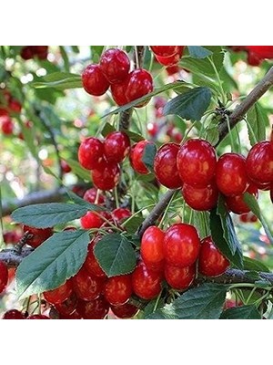 Pearl Shop Sepetim 3 Yaş Aşılı Yarımca (Early Burlat) Kiraz Fidanı