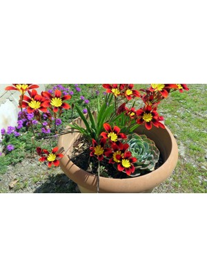 CSY 10 Adet Palyanço Çiçeği Soğanı Karışık Renk Yeni Mahsul.