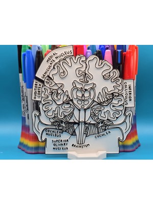 Casey 3D Store Boyanabilir Figür Seti – Eğitici 3D Sanat & Hobi Oyuncağı