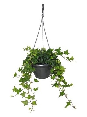 Tunç Botanik HEDERA SARMAŞIK 3 ADET - ASKILI SAKSIDA HEDİYELİK