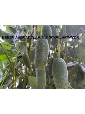 Anamur Meyvecim Bebek Avokado 1 kg Taze Hasat