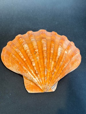 Gemsartdeco Lion's Paw Scallop Kabuk