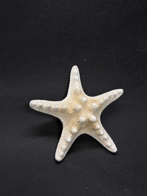 Gemsartdeco Beyaz Deniz Yıldızı Küçük Boy