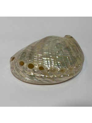 Gemsartdeco Asımılıs Kabuk