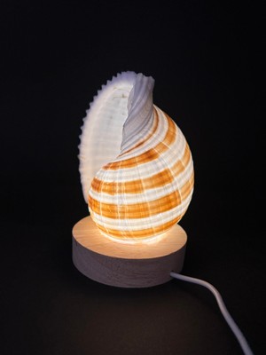 Gemsartdeco TONA DENİZ KABUĞU GECE LAMBASI