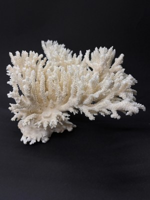 Gemsartdeco Ince Dal Mercan Coral Cluster