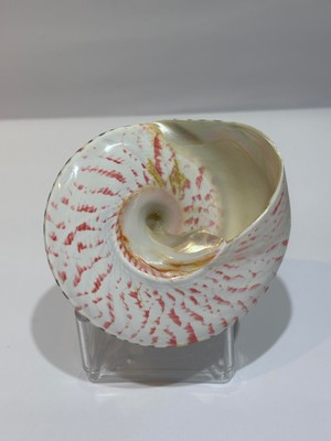 Gemsartdeco Troca Polıshed Natural Kabuk