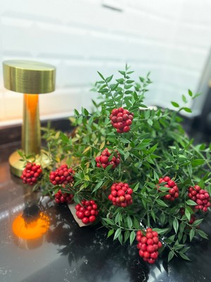 Green Deco Kokina Çiçeği (1 Demet 25 Dal) Yılbaşı Çiçeği - Şans Çiçeği