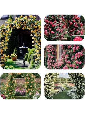 Tohum Yediveren Kokulu Karışık Sarmaşık Gül (10 Adet)