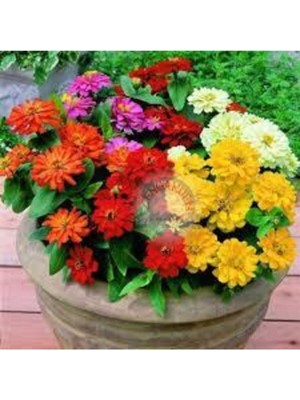 Tohumcumm 50 Adet Tohum Nadir Zinna Çiçeği Tohumu Zinna Çiçek Tohumu Saksı Toprak Sürpriz Hediye Tohumlu