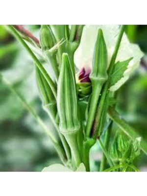 Tohumcumm 40 Adet Tohum Sultani Bamya Tohumu Bamya Tohumu Saksı Toprak Sürpriz Hediye Tohum