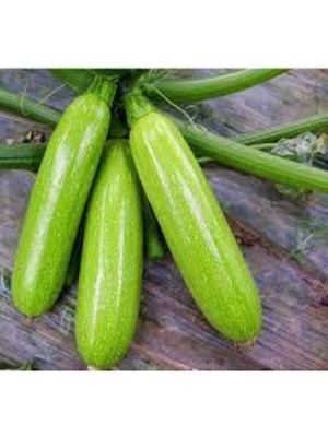 Tohumcumm 10 Adet Tohum Sakız Kabak Tohumu Orjinal Dolmalık Beyaz Kabak Köy Kabağı Sürpriz Hediye