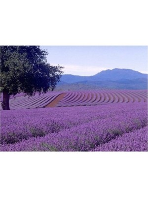 Tohumcumm Mor Lavanta Çiçeği Tohumu Mis Kokulu 50+ Tohum