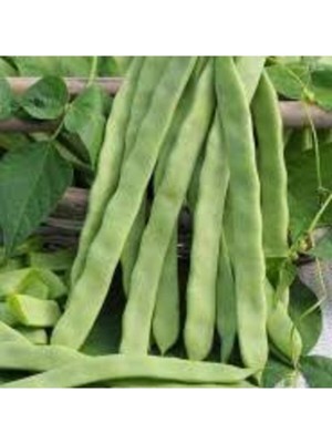 Tohumcumm 250 Adet Tohum Istanbul Boncuk Ayşe Kadın Kılçıksız Fasulye Tohum Sürpriz Hediye Tohum Sebze Tohumlu