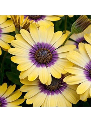 Tohumcumm 200 Adet Tohum Nadir Afrika Papatyası Çiçeği Tohumu Sürpriz Hediye Tohumludur