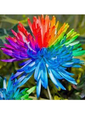 Tohumcumm 5 Adet Tohum Krizantem Crizantem Çiçeği Gökkuşağı Çiçeği Sürpriz Hediye Tohumludur