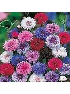 Tohumcumm 10 Adet Tohum Kontur Çiçeği Tohumu Nadir Bulunan Çiçeklerden Sürpriz Hediye Tohumla Gönderilir