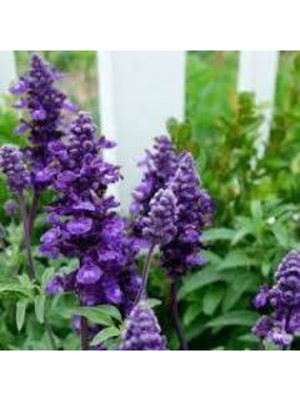 Tohumcumm 10 Adet  Mor  Adaçayı Çiçeği Tohumu