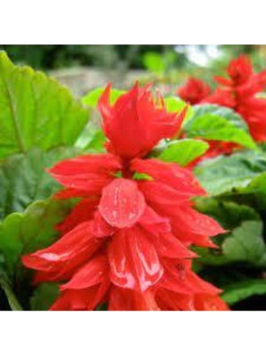 Tohumcumm 25 Adet Tohum Nadir Bulunan Ateş Çiçeği Tohumu Saksı Toprak Hediyemizdir Sürpriz Hediye Tohumludur