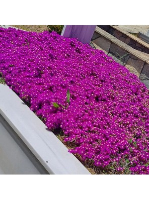 Tohumcumm 100 Adet Tohum Mor Asterix Astriks Astrix Mezarlık Kabristan Kabir Çiçeği Tohumu Hediye Tohumludur