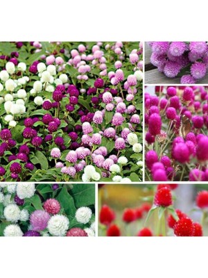 Tohumcumm 20 Adet Tohum Nadir Bulunan Mor Medine Çiçeği Tohumu Medine Çiçek Tohumu Hediye Tohumla Gönderilir