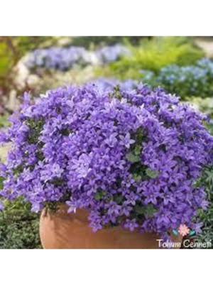 Tohumcumm 50 Adet Tohum Nadir Bulunan Nobelya Maviş Çiçeği Tohumu Nabelya Maviş Tohumu Sürpriz Hediye Tohumlu