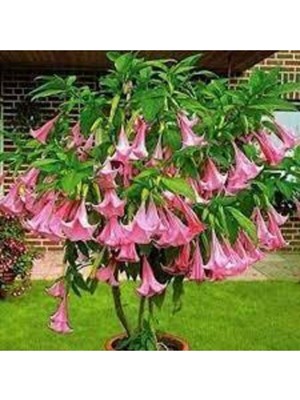 Tohumcumm 10 Adet Tohum Pembe Angel Trumpet Çiçeği Meleklerin Borazanı Çiçeği Tohumu