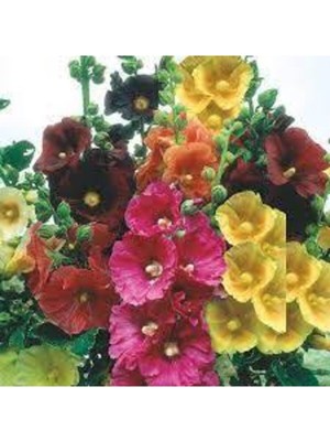 Tohumcumm 20 Adet Tohum Nadir Bulunan Fatma Gül Çiçeği Fatma Hanım Saksı Torak Sürpriz Hediye Tohumla Gönderi