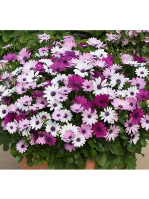 Tohumcumm 10 Adet Tohum Nadir Bulunan Bodrum Papatyası Çiçeği Bodrum Papatya Çiçek Tohumu Saksı Toprak Hediye