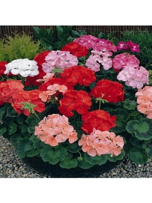 Tohumcumm 25 Adet Tohum Nadir Sardunya Çiçeği Tohumu Sardunya Çiçek Tohumu Sürpriz Hediye Tohumla Gönderil