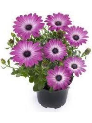 Tohumcumm 30 Adet Tohum Nadir Bulunan Pembe Papatya Çiçeği Tohumu Papatya Çiçek Hediye Tohumlu