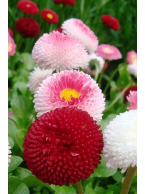 Tohumcumm 10 Adet Tohum Nadir Pon Pon Çiçeği Tohumu Osmanlı Saray Çiçeği Tohumu Ponpon Çiçeği Sürpriz Hediye