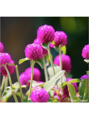 Tohumcumm 25 Adet Tohum Nadir Mor Hanım Düğmesi Çiçeği Tohumu Saray Çiçeği Saksı Topraklı