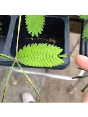 Tohumcumm 25 Adet Tohum Organik Bahçe Çiçekler Küstüm Çiçek Tohumu Mimoza Çiçeği Saksılık Balkon Çiçeği Saksı