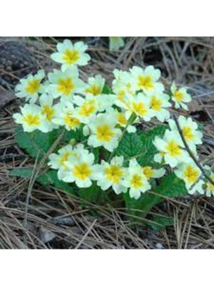 Tohumcumm 20 Adet Tohum Nadir Beyaz Mart Çiçeği Mezarlık Kabir Çiçeği Tohumu Hediye Tohumlu