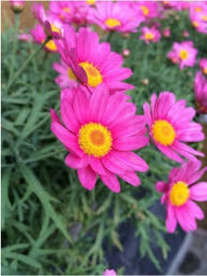 Tohumcumm 50 Adet Tohum Nadir Bulunan Pembe Papatya Çiçeği Tohumu Hediye Tohumludur