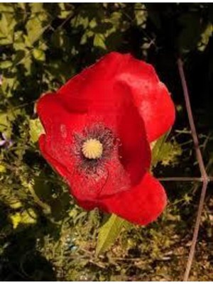 Tohumcumm 25 Adet Tohum Kırmızı Gelincik Çiçeği Tohumu Sürpriz Saksı Toprak Hediye Bonsai Ağacı Tohumludur