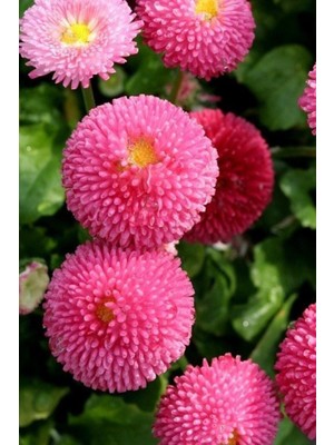 Tohumcumm 30 Adet Tohum Nadir Pon Pon Çiçeği Top Humu Osmanlı Saray Çiçeği Tohumu Ponpon Çiçeği Sürpriz Hediye