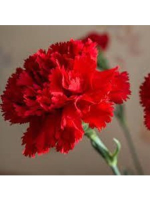 Tohumcumm 10 Adet Tohum Sarı Karanfil Çiçeği Tohumu Çiçek Tohumu Sürpriz Hediye Tohumludur