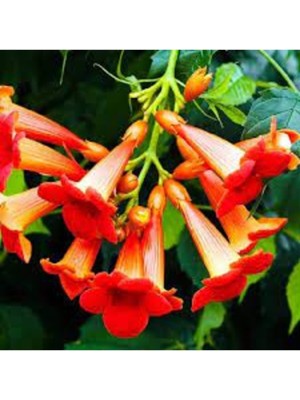 Tohumcumm 25 Adet Tohum Nadir Pembe Çin Acem Borusu Çiçeği Tohumu Organik Bahçedir