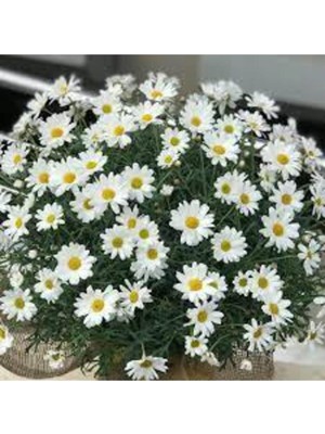 Tohumcumm 30 Adet Tohum Yayılıcı Kır Papatyası Çiçeği Saksı Toprak Sürpriz Hediye Çiçek Tohumlu