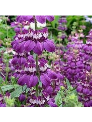 Tohumcumm 10 Adet Tohum Nadir Mor Çin Evi Çiçeği Tohumu Hediye Tohumlu