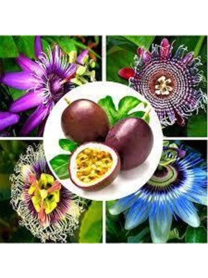 Tohumcumm 3 Adet Tohum İthal Passiflora Meyvesi Tohumu Çarkı Felek Saat Çiçeği Tohumu Sürpriz Hediye Tohum